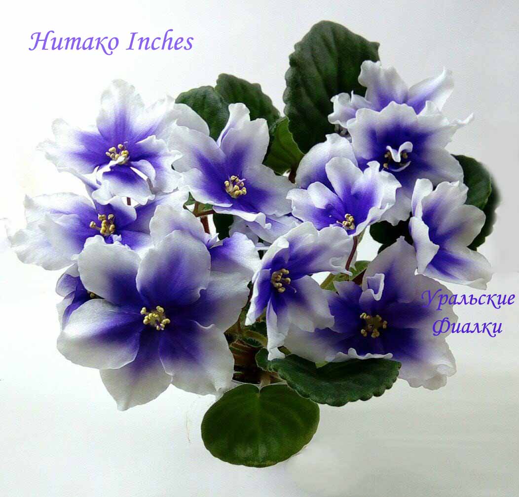 Фиалка Хумако Инчес Фото И Описание – Telegraph